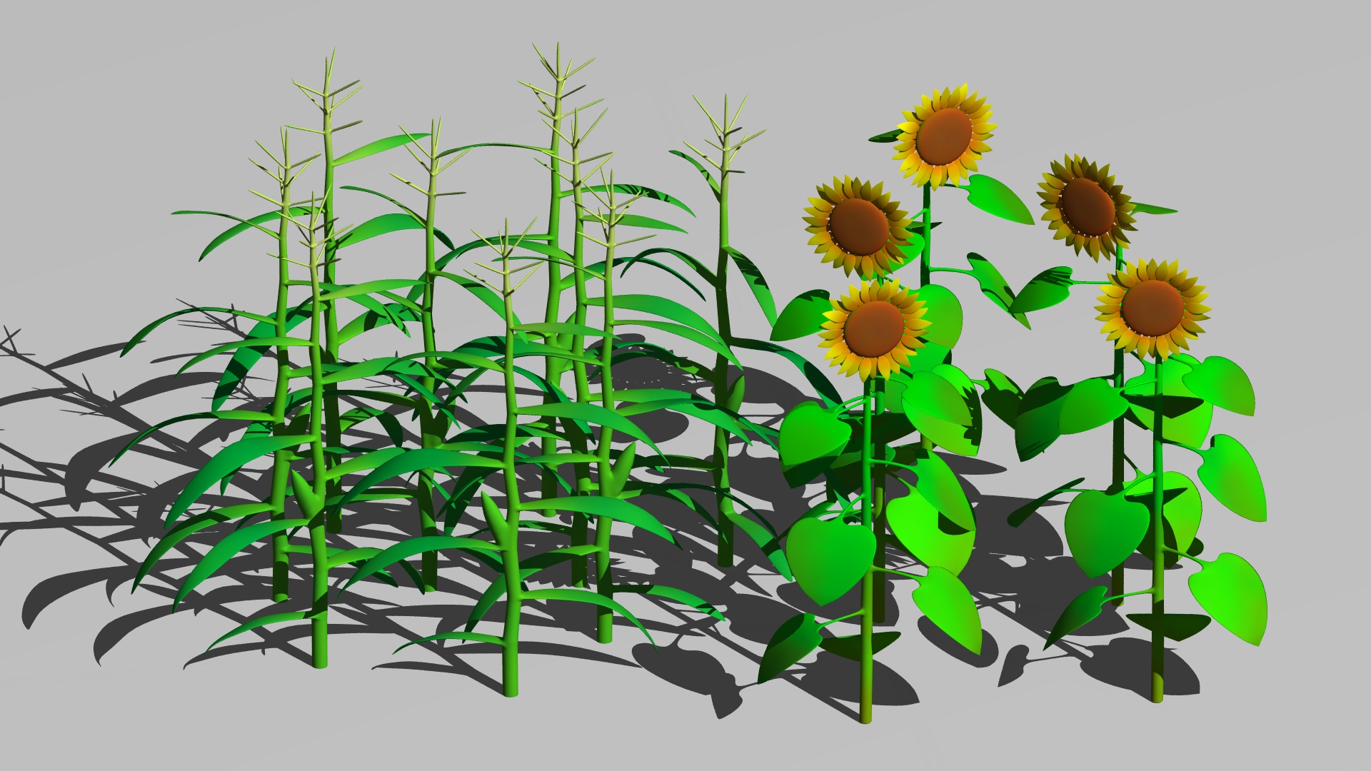 Sweetcorn and Sunflowers 